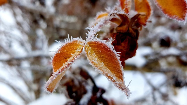 illusztráció (pixabay.com)