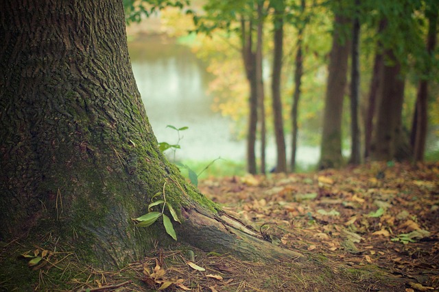 Forrás: a képre kattintva olvasható. Illusztráció (pixabay.com)