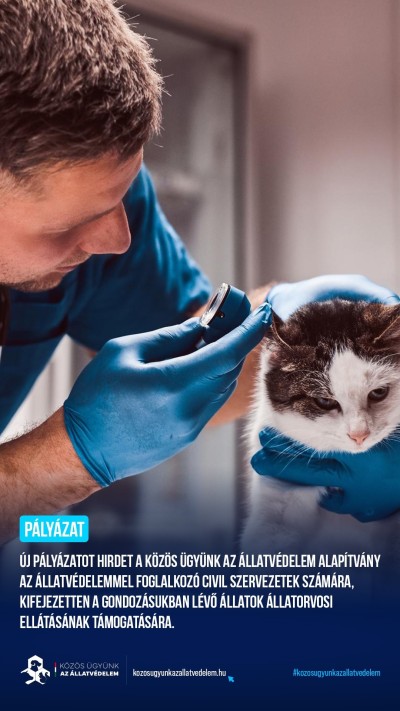 Forrás: a képre kattintva olvasható.